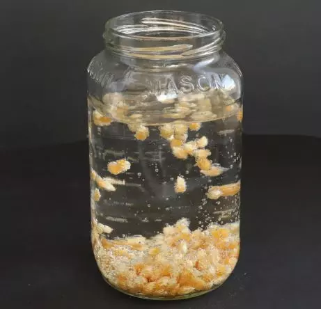 popcorn menari